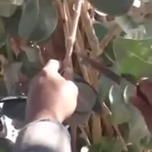 بالفيديو: مواطن سعودي يحذر الجميع و خاصة الأطفال من نوع سام من الأشجار خلال الكشتات 