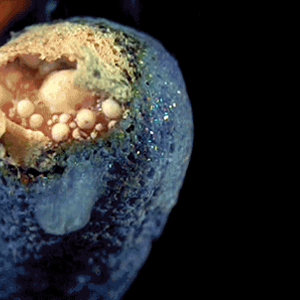 بالفيديو : شاهد كيف يشتعل عود الثقاب إذا قمنا بإبطاء المشهد لـ 4000 لقطة بالثانية