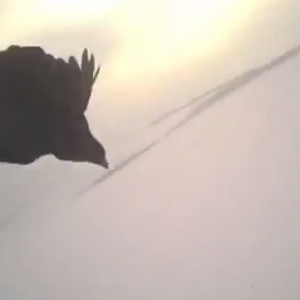 بالفيديو : شاهد كيف يطارد الصقر فرائسه بتركيب كاميرا على ظهره