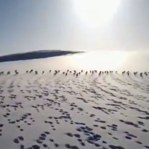 بالفيديو : مُتزلج على ثلوج سيبيريا يتفاجأ بظهور مئات الأرانب في طريقه