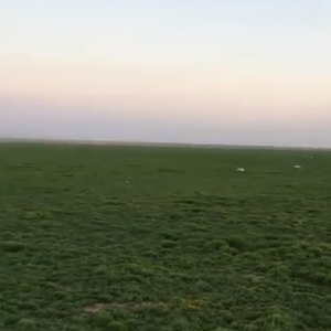 بالفيديو : روضة في شمال الرياض تحولت إلى جنة خضراء تغطيها الأعشاب و الزهور بعد الأمطار