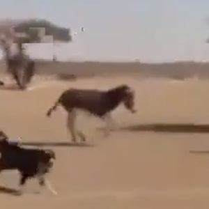 فيديو ظريف : حمار يعيش الدور و يعتقد انه كلب حراسة