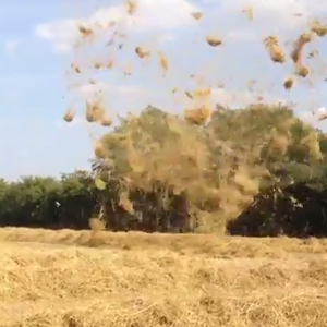 فيديو : زوبعة تدخل أرضاً زراعية و ترسل القش إلى السماء عشرات الأمتار