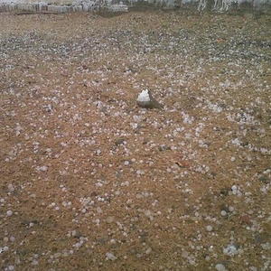 بالصور : مشاهد من تساقُط البرد على تيماء الثلاثاء 24-12-1434 هـ