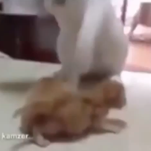 بالفيديو: قط يعلم صغيريه فنون القتال 