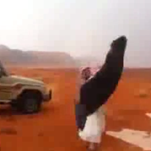 فيديو : الترحيب بالسيول في القريات بطريقة الدحية الشعبية  