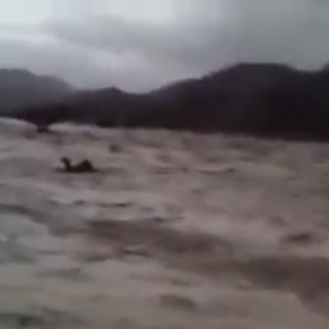 بالفيديو : لحظات مؤثرة لسيل تاريخي يسحب ناقة في سيول ينبع 