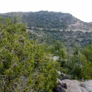 شاهد فيديو لأجمل غابات السعودية في الجنوب