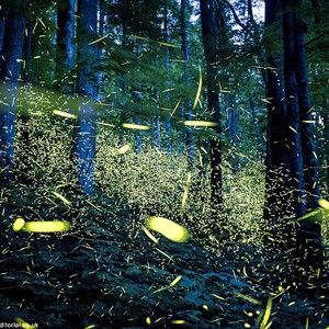 بالصور: "سراج الليل" كائنات صغيرة تُضيىء الليل بمشهد خلاب 