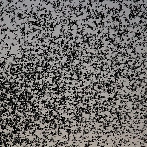 مدينة أمريكية تتعرض لهجوم من قبل عدد هائل من الطيور