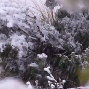 بالفيديو : تساقط كثيف للثلوج على مرتفعات الجزائر 