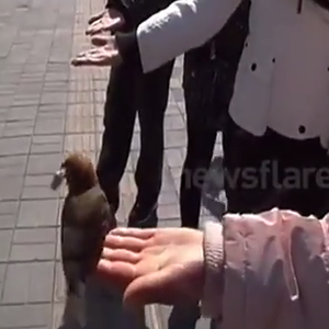 فيديو : عصفور ذكي يساعد صديقه الفقير في كسب النقود