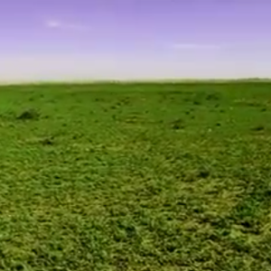 بالفيديو : هذا ليس مشهداً من أوروبا .. إنها سهول رفحاء بعد الأمطار