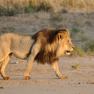 أسد يبكي حُزناً بعد طرده من مسكنه في جنوب أفريقيا 