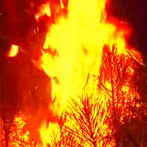 فيديو يوثق حرائق الغابات التي تجتاح جنوب إسبانيا