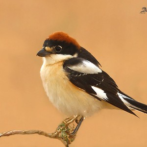 سعودي يلتقط مشهداً لطائر يقتل ثعباناً ويُحَلّق به في "صحراء ساجر" 