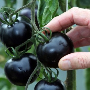 كويتي ينجح بزراعة خضراوات وفواكه نادرة في الصحراء 