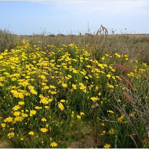 صحاري المملكة تتعطر برائحة الخزامي بعد أن كستها نباتات الربيع 