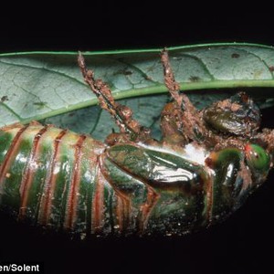 شاهد بالصور كيف تتحول اليرقة إلى فراشة