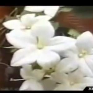 بالفيديو: زهرة تتفتح عند سماع الآذان و تنكمش عند إنتهائه 