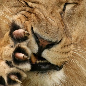 سعودي يفلت أسداً مفترساً على مجموعة من الكلاب  .. شاهد النتيجة