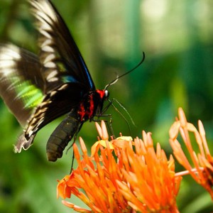 حديقة الفراشات في كوالالمبور..مكان يستحق الزيارة 