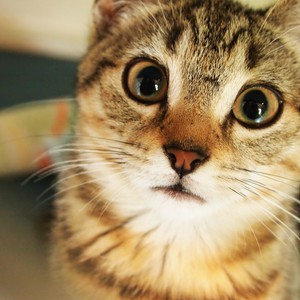 ردة فعل قطة منزلية ترى تساقُط الثلوج لأول مرة في حياتها