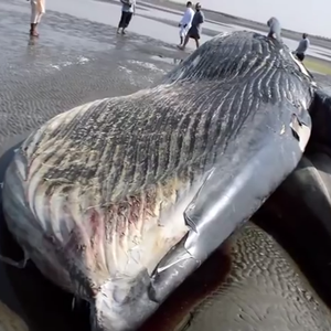 صدق أو لا تُصدق .. فيديو يوضح العثور على جثة حوت عملاق في شواطئ جازان جنوب السعودية