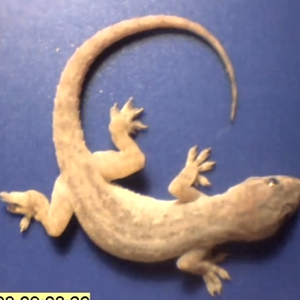 بالفيديو : شاهد كيف يتعاون النمل ليأكل سحلية ميّتة بلحمها و عظمها خلال بضع ساعات