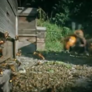 بالفيديو : معركة دامية بين 30 دبّور و 30.000 نحلة بتصوير سينمائي .. شاهد من سينتصر