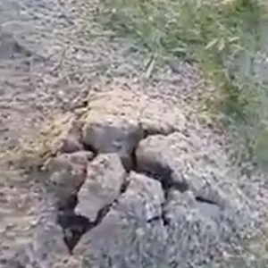 مُفاجأة خطرة بانتظار الباحثين عن الفقع في السعودية