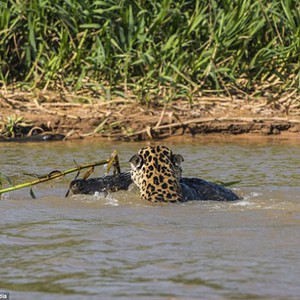 بالصور: الفهد المُرقط الأمريكي يصرع تمساحا ضخماً في معركة شرسة   