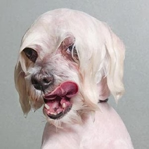 صور مُضحكة لمجموعة من الكلاب بعد الاستحمام 