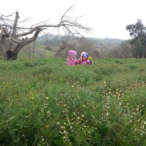 En images: les villages d&#39;Al-Baha se transforment en forêts printanières denses après les pluies