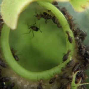 النبتة التي يُمكنها أن تبتلع 6 آلاف حشرة في الساعة الواحدة