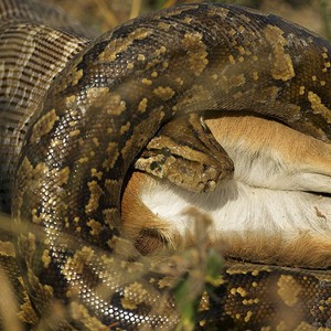 5 ثعابين ابتلعت أشياء غريبة وندمت عليها