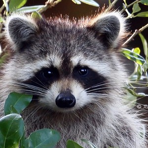 شاهد لحظة إنقاذ حيوان "راكون" علق رأسه بفتحة تصريف المياه 