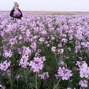 ظُهور مُستعمرة من الزهور الوردية في شقراء في مشهد طبيعي نادر جداً