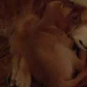 كلبة تحلم بكابوس وابنها يحتضنها (فيديو)