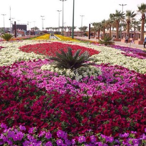 ينبع تدخل موسوعة غينيس للأرقام القياسية بأكبر سجادة زهور بالعالم  