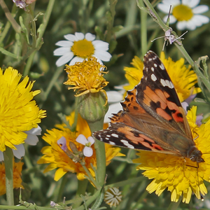 صدق او لاتصدق .. هكذا هي عرعر هذه الأيام "جنة الله في أرضه"