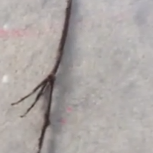 بالفيديو : سعودي ينفرد بتصوير أغرب حشرة على كوكب الأرض قرب منزله