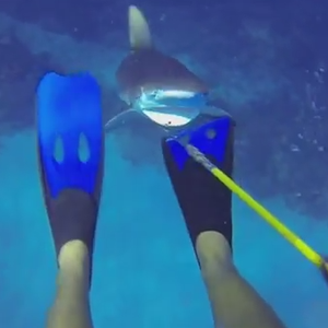 غواص يتعرض لهجوم مفاجئ من سمك القرش 