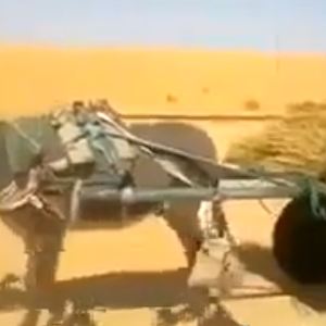 حمار وكلب يذهلان العالم بالتزامهم بالقوانين أثناء قيادتهم لعربة في الصحراء 