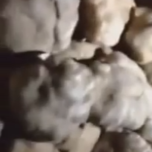 بالفيديو : بائع يغُش المواطنين من خلال خلط الفقع بالبطاطا