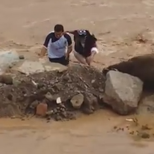 شباب سعوديون يخاطرون بحياتهم من أجل إنقاذ جرو صغير علق بالسيول