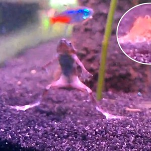 بالفيديو : ضُفدع يتدخل لإيقاف معركة ضارية بين زوج من القريدس