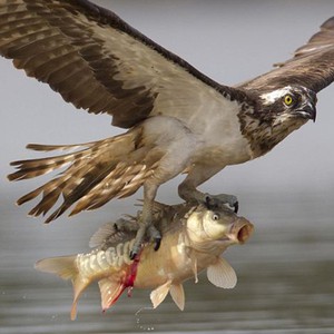 بالصور: اللحظات الأخيرة من حياة سمكة إنقض عليها عقاب ضخم   