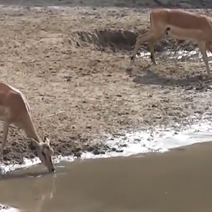 سرعة بديهة غزال تنقذه من تمساح