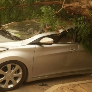 الرياح العاتية تُسقط شجرة ضخمة على سيارتين وتُحطمهما في روسيا